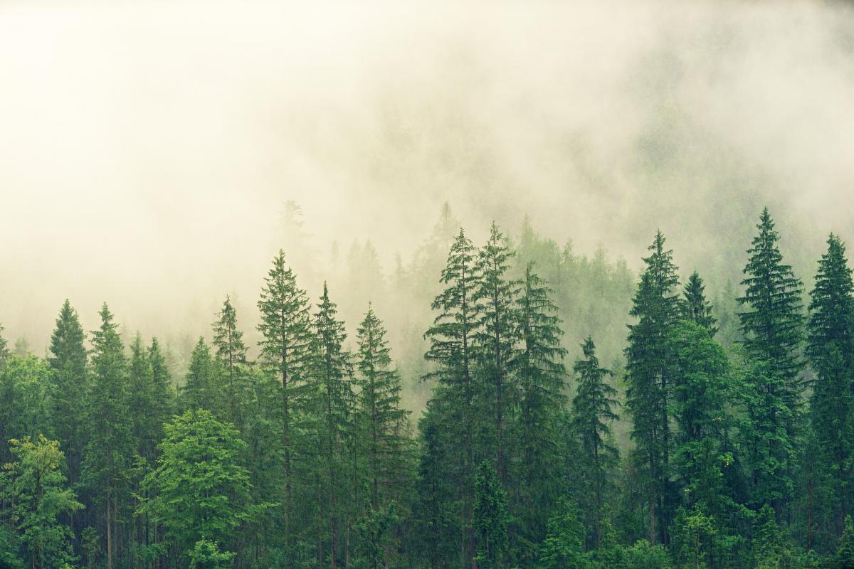 Společnost zajišťuje veškeré práce týkající se likvidace dřevin a dřevních porostů rostoucích mimo les.